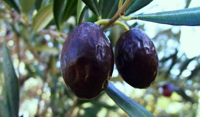 Zeytinin en doğal hali: Karaburun Hurma Zeytini hasadı başladı