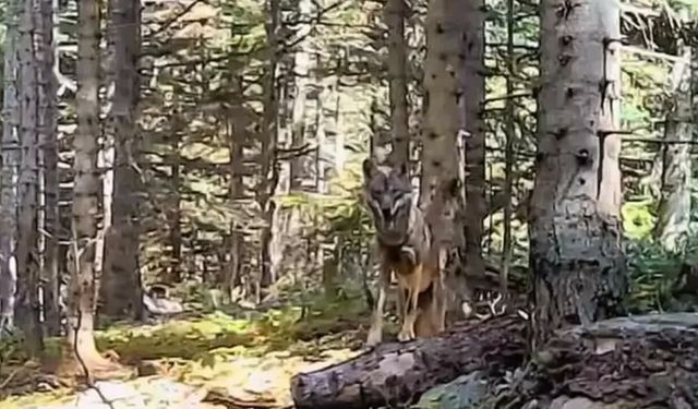 Bolu'nun yaban hayatı fotokapanla görüntülendi!