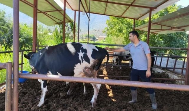 Milas'ta 'şap hastalığı' nedeniyle 11 mahalle karantinaya alındı