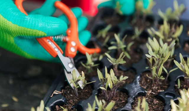 Süs Bitkisi Çoğaltma Yöntemleri