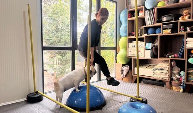 Ankara'da French Bulldog Ori'nin Sağlıklı Kilo Verme Süreci