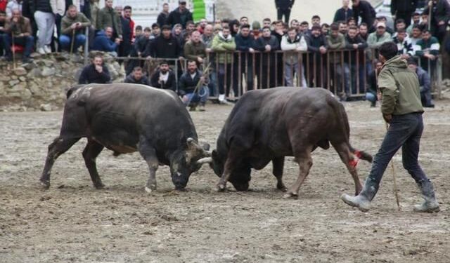 Artvin Sarıgöl'de 31. Boğa Güreşleri Sezonu Başladı