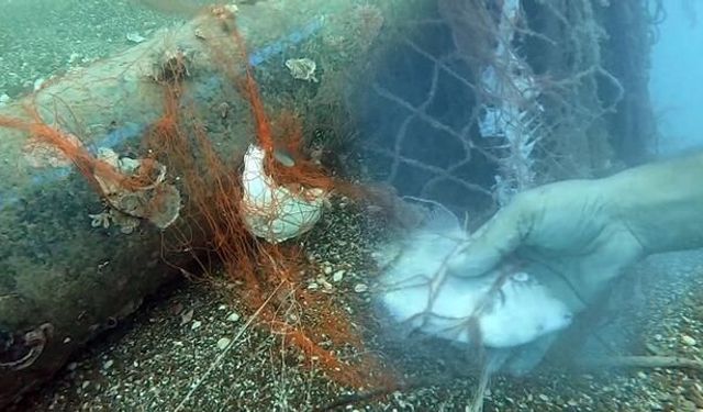 Denizlerden 416 Bin Metrekare Hayalet Ağ Temizlendi, 1,5 Milyon Deniz Canlısı Kurtarıldı