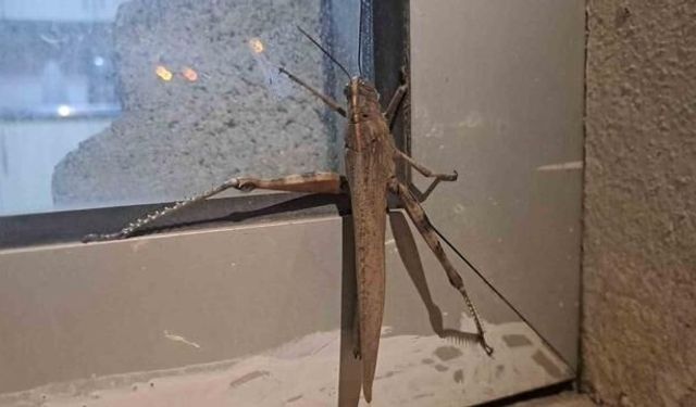 Diyarbakır Silvan'da Dev Boyutlarda Etçil Çekirge Görüldü