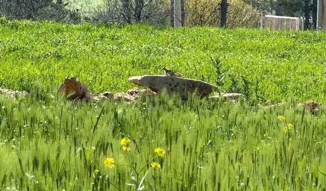 Diyarbakır'da Nesli Tehlike Altında Olan Kızıl Sincap Çağla Yerken Görüntülendi