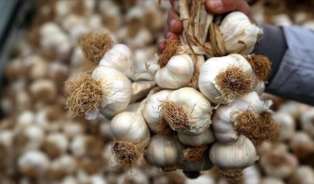 Dünyanın En İyi Sarımsakları Açıklandı: Türkiye'den İki Çeşit İlk Beşte