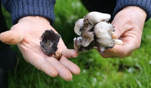 Erzincan'da Bahar Aylarında Mantar Zehirlenme Riski Artıyor