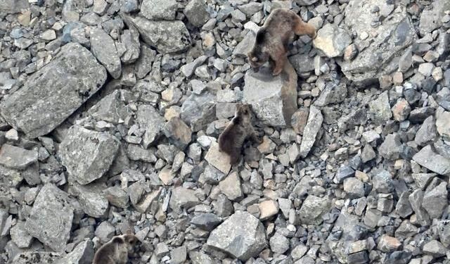 Erzurum İspir'de Kış Uykusundan Çıkan Ayı Ailesi Kamerada