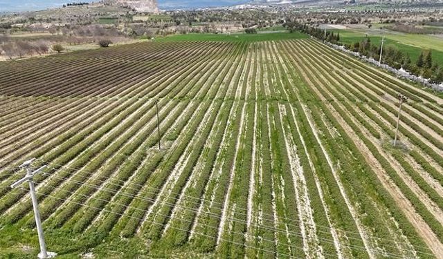 Isparta'da Gül Sezonu Başladı: Rekolte Beklentisi 13 Bin Ton