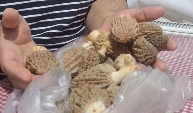 Manisa'da Doğal Olarak Yetişen Kuzugöbeği Mantarı Sofraları Süslemeye Başladı