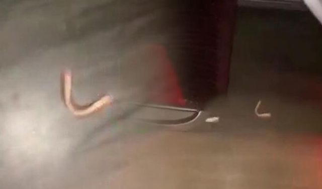 Otobüste İlginç Anons: 'Dişi Düşen Var mı?'