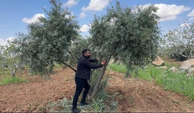 Şanlıurfa'da Zeytin Üreticilerine Bahar Bakımı Uyarısı