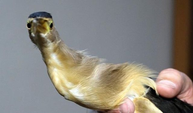 Trabzon'da Öğrenciler Nesli Tehlike Altındaki Balaban Kuşunu Kurtardı