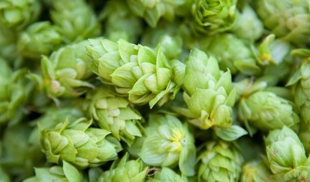 Türkiye'de Değersiz Görülen Şerbetçi Otu Filizleri Avrupa'da Lüks Sofralarda