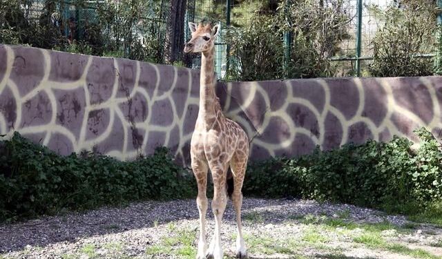 Türkiye'de Doğan İlk Zürafanın İsmi Anketle Belirlenecek