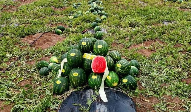 Adana'da Adana Karpuzu Hasadı Başladı: Kilogram Fiyatı 25 Lira