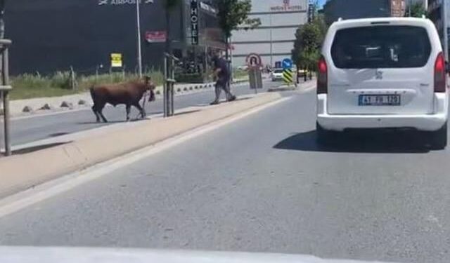 Arnavutköy'de Kaçan Kurbanlık Dana Sokakları Karıştırdı