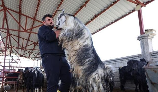 Elazığ'da 140 Kiloluk Dev Keçi İlgi Odağı Oldu