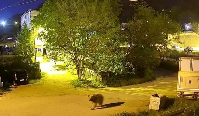 Gümüşhane'de Şehir Merkezinde Yiyecek Arayan Ayı Güvenlik Kamerasında
