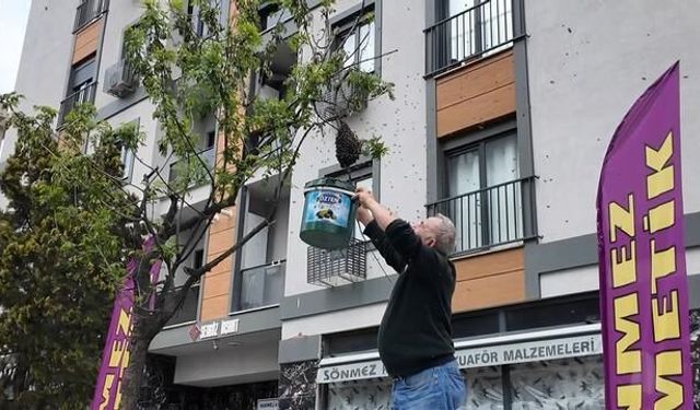 İstanbul'da Ağaçta Büyük Arı Kolonisi Görüldü
