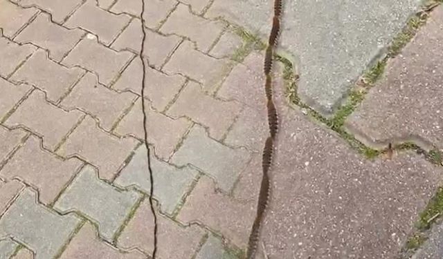 İstanbul'da Çam Kese Tırtılları Şehir Merkezine Ulaştı