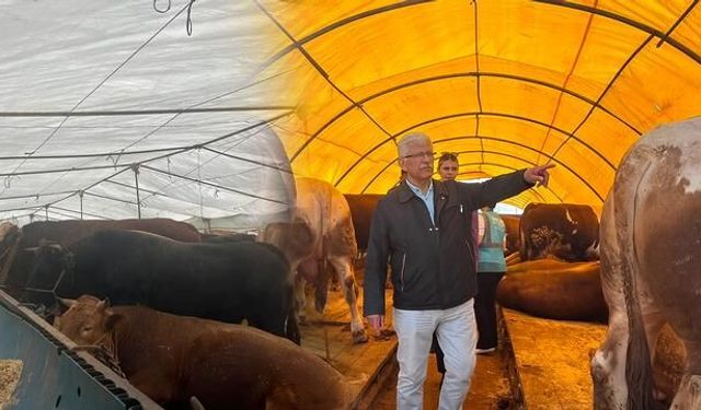 Kurbanlık Alırken Dikkat Edilmesi Gerekenler Uzmanlardan Geldi