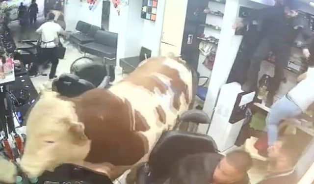 Kurbanlık boğa sokaklarda dehşet saçtı! Kuaför salonuna daldığı o anlar kamerada