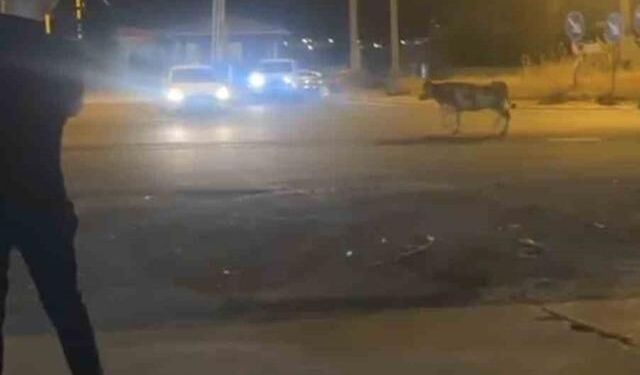Mardin Nusaybin'de Kaçan Kurbanlık İnek Trafikte Kısa Süreli Paniğe Yol Açtı