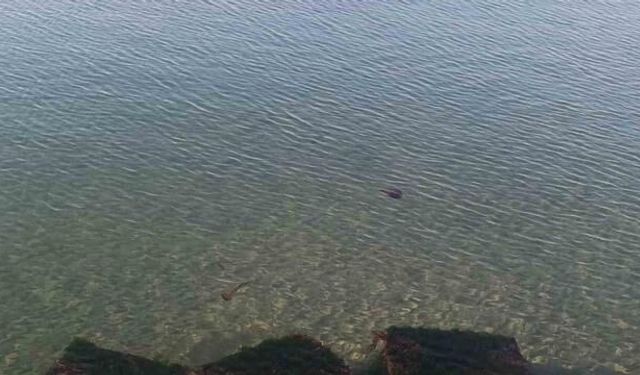 Tekirdağ Sahilinde Zehirli Kahverengi Deniz Analari Görüldü