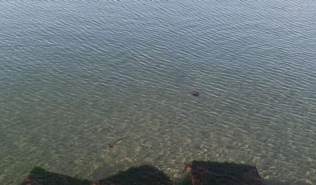 Tekirdağ Sahillerinde Zehirli Deniz Analı Görüldü
