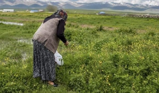 Yazılı Köyü'nde Şifalı Ot Toplama Geleneği Canlanıyor
