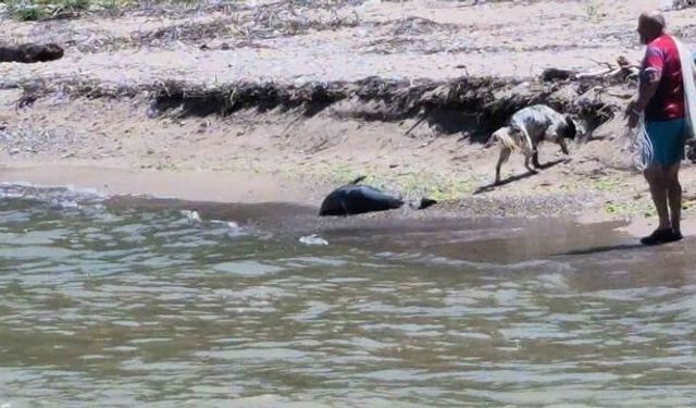 Bartın Kapısuyu Plajı'nda Ölü Yunus Balığı ve Askeri İHA Bulundu