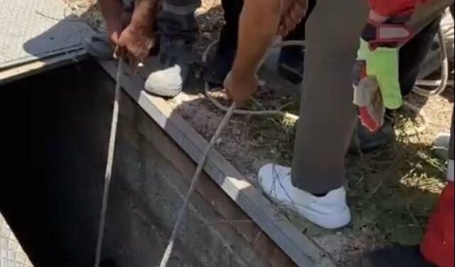 Bodrum'da Havalandırma Boşluğuna Düşen Eşek Kurtarıldı