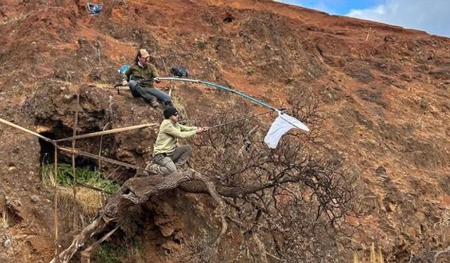 Dünyada Tek Kalan Dendroseris neriifolia Ağacı Koruma Altında