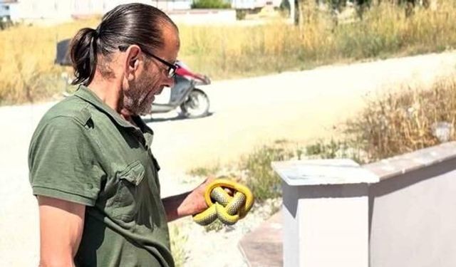 Kaynarca'da Yılanları Çıplak Ellerle Yakalayan Personel İlgi Odağı Oldu