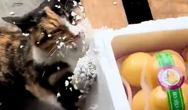 Köpük Kutuda Pençelerini Deneyen Minik Kedi