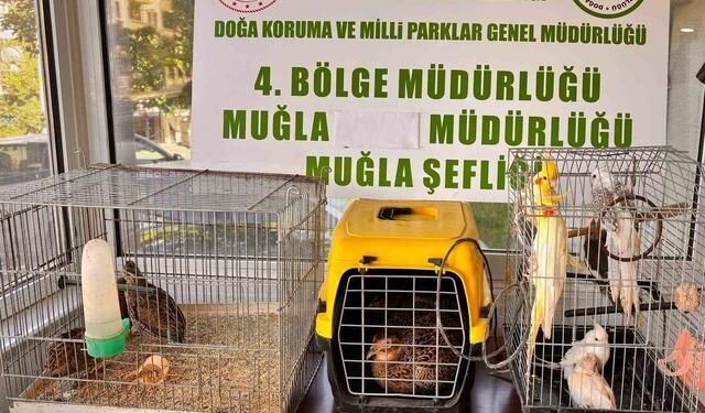 Muğla'da CİMER İhbarı Kaçak Yaban ve Egzotik Hayvan Ticareti Operasyonunu Ortaya Çıkardı