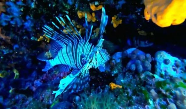 Ayvalık'ta Zehirli ve İstilacı Aslan Balığı Görüntülendi