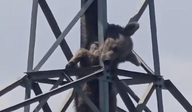 Çaykara'da Elektrik Direğine Tırmanan Ayı Akıma Kapılarak Öldü