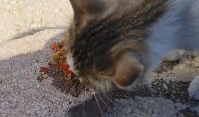 Elazığ'da Feribot İskelesinde Menemen Yiyen Kedi Vatandaşları Güldürdü