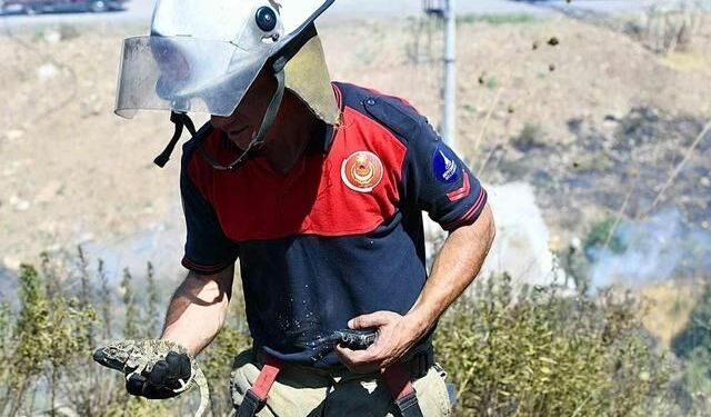 İzmir'de Orman Yangınına Müdahale: Bukalemun Kurtarıldı