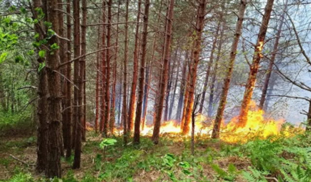Kastamonu'da Orman Yangını Hızla Kontrol Altına Alındı