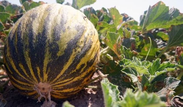 Kırkağaç Kavunu: Nesilden Nesile Aktarılan Lezzet ve Dayanıklılık