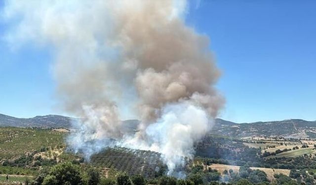 Manisa Kula'da Orman Yangını: 15 Hektar Alan Zarar Gördü
