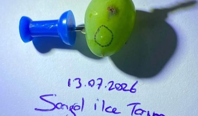 Sarıgöl'de Üzüm Bağlarında Salkım Güvesine Karşı Kritik İlaçlama Uyarısı