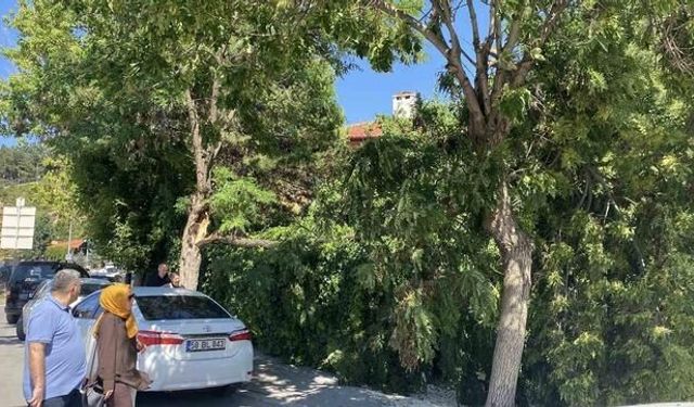 Sivas'ta Kuvvetli Rüzgar Ağaç Devrilmesine Neden Oldu