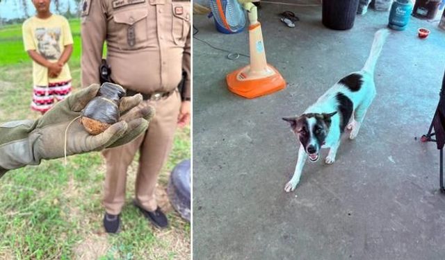 Tayland'da Evcil Köpeğin Getirdiği El Bombası Paniğe Yol Açtı