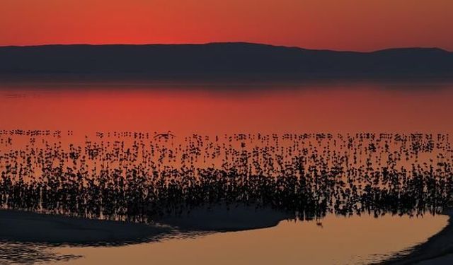 Tuz Gölü'nde 5 Yılın En Yüksek Flamingo Yavrusu Sayısına Ulaşıldı
