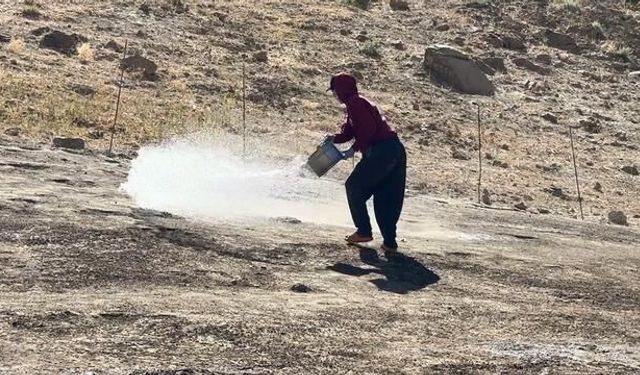 Yüksekova Berivanları Kavurucu Sıcakta Yaylalarda Bin 500 Koyun Sağımında