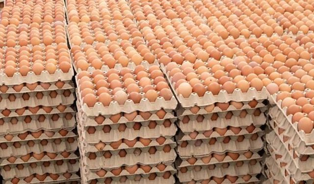 Belçika'da Salmonella Alarmı: 306 Kişi Yumurtalar Nedeniyle Hastalandı